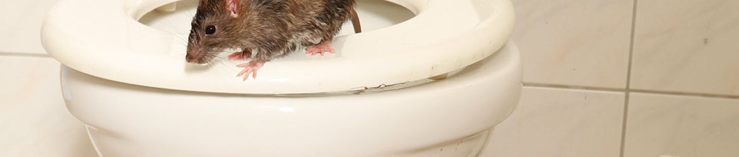 Rotter finner alltid en vei inn Rotter finner alltid en vei inn